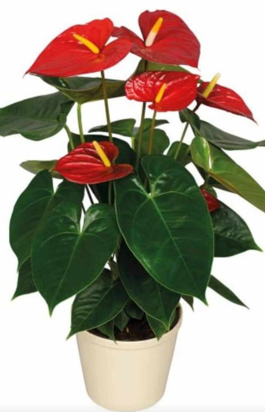 Plants